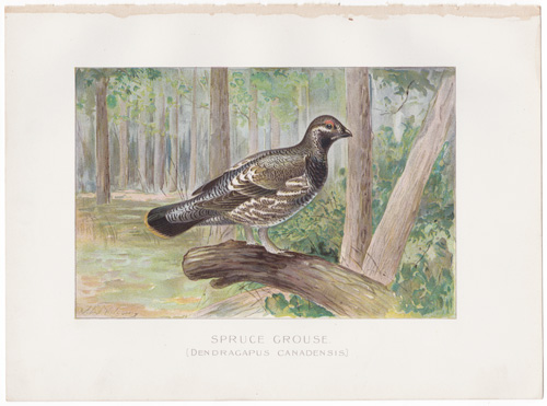 SPRUCE GROUSE BY RIDGWAY